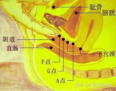 女性身体特殊的三个点