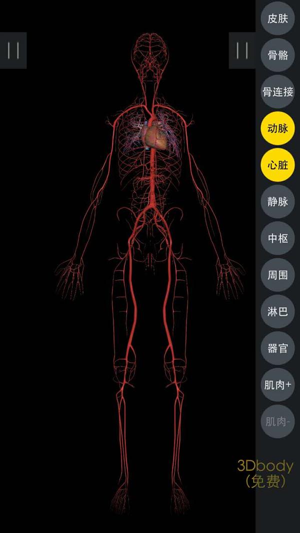 不只是全身骨骼展示,还有旋转功能,放大缩小,添加骨骼,血管,肌肉等等.