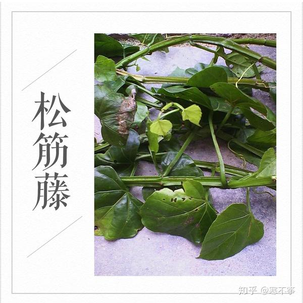 十三种医治跌打损伤的中草药 | 那年我与祖母去采药