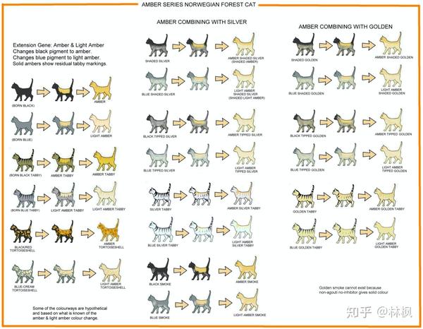 史上最全猫咪颜&花纹对照表,耐着性子读完秒杀90%繁育