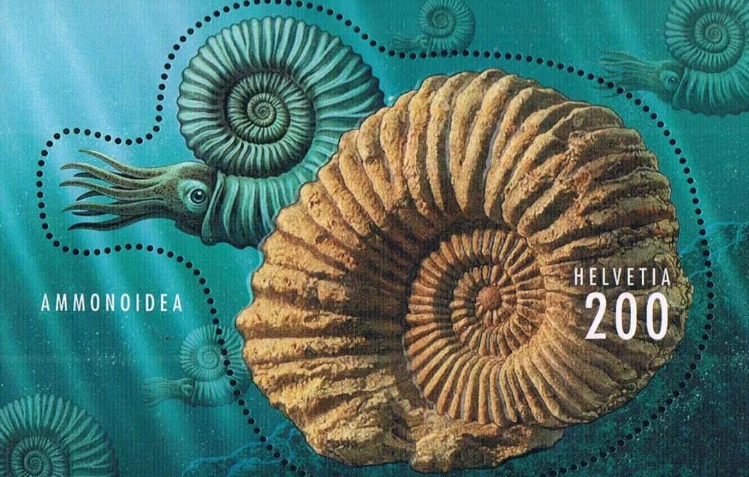鹦鹉螺穿越5亿年的活化石祖先曾是海洋顶级王者