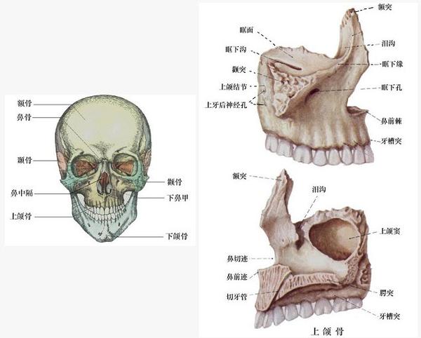 上颌骨居颜面中部,左右各一,互相连接构成中面部的支架.