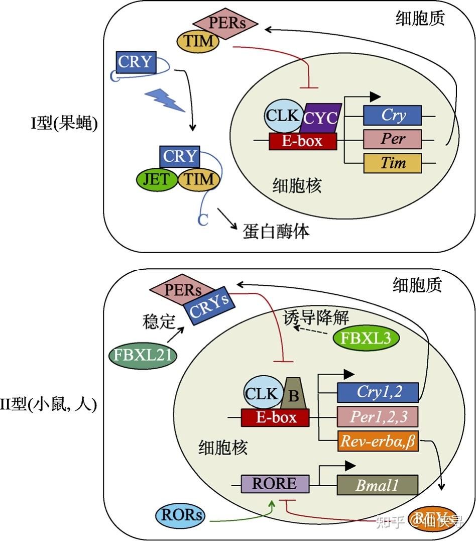 两种类型隐花色素的转录/翻译反馈循环的示意图