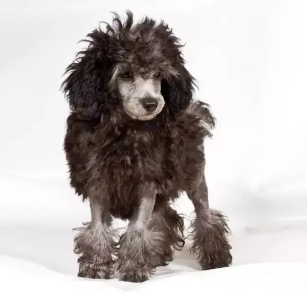 【萌犬百科】行走的