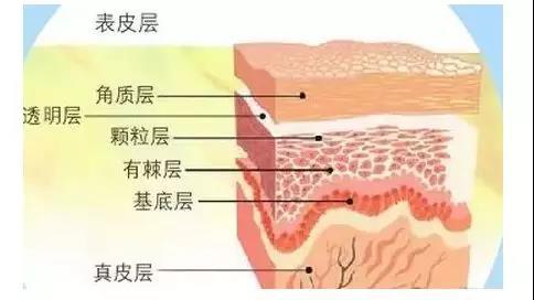 首先给大家分析一下人体皮肤的结构 关于皮肤,皮肤分为皮层,真皮层