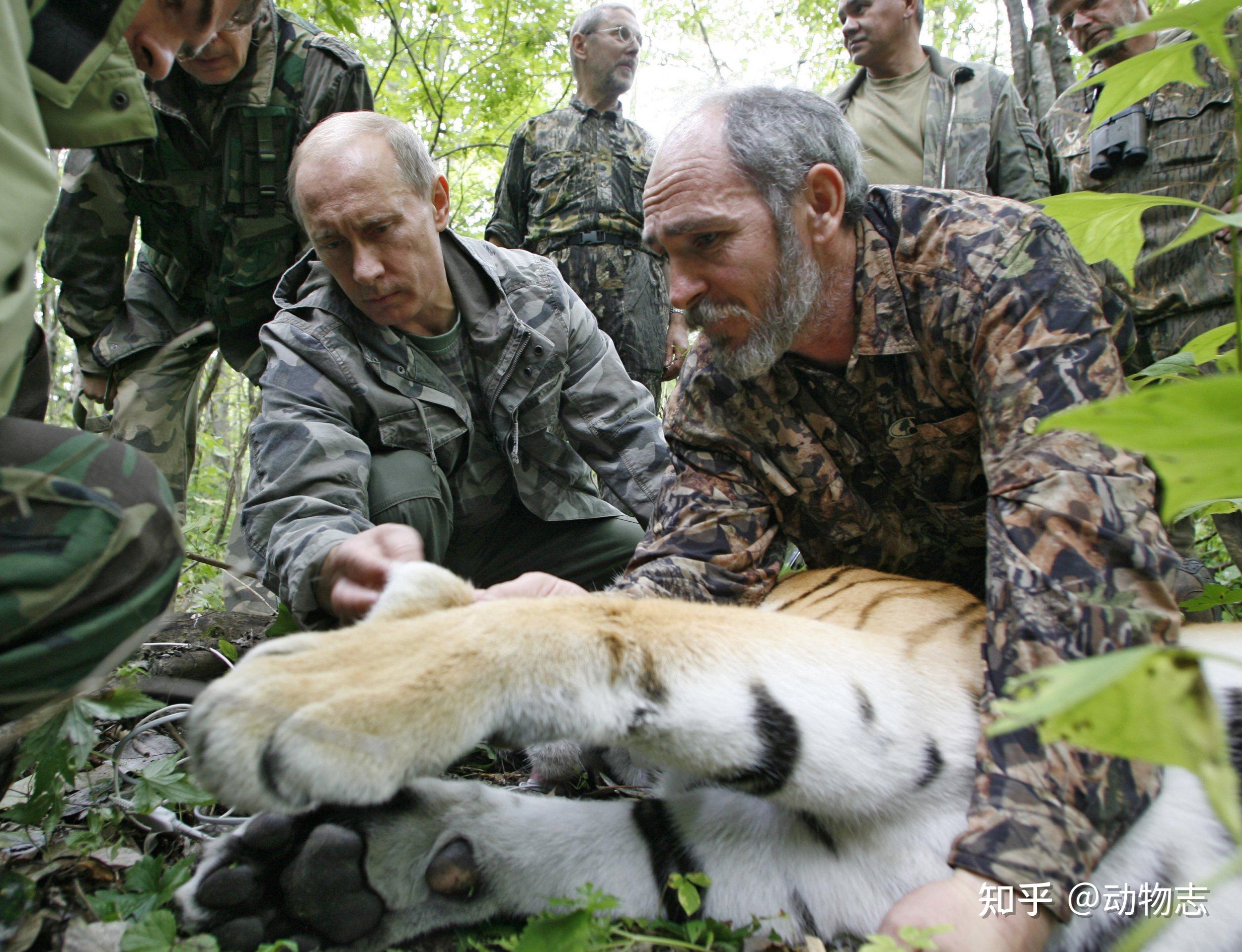 实拍东北虎猎食护院大狗,百兽之王为什么爱和狗过不去?