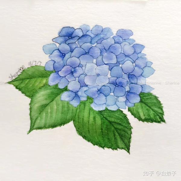 她常用简单的叠色和平涂就能绘画出一幅幅美丽的植物插画,田代知子的