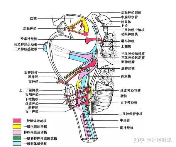 干货满满|神经解剖学习-脑干