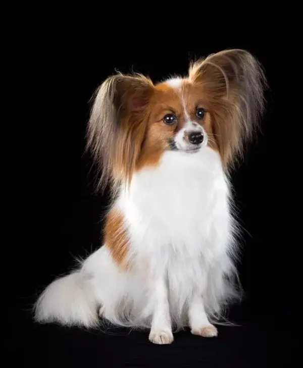 每日一宠 蝴蝶犬