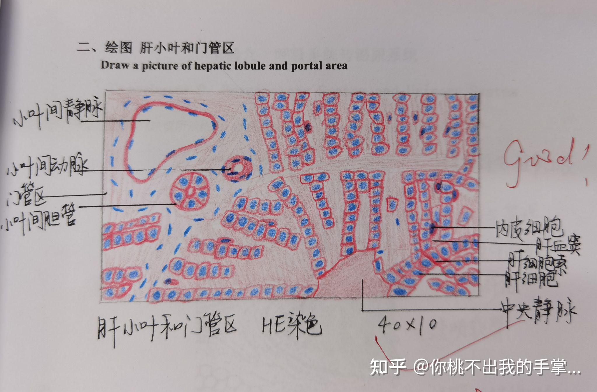 组胚实验红蓝铅笔绘图合辑