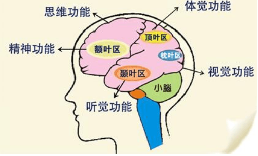 神奇的大脑皮层,你必须得了解一下