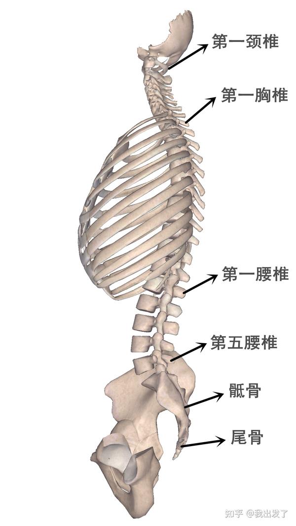 人体脊椎的生理曲度