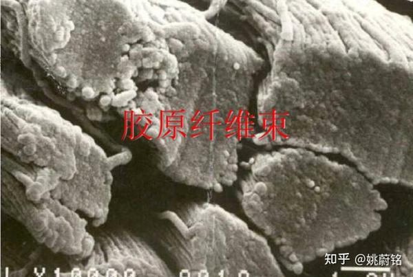 胶原纤维束电镜