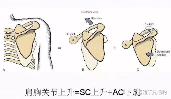 肩关节的运动学分析