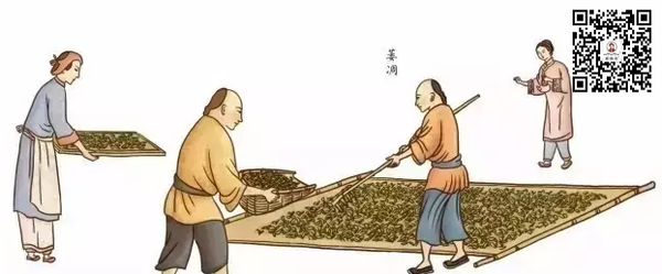 【致匠心】图解谢裕大祁门红茶制作工艺