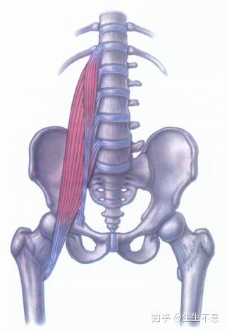 1,腰肌的重要性