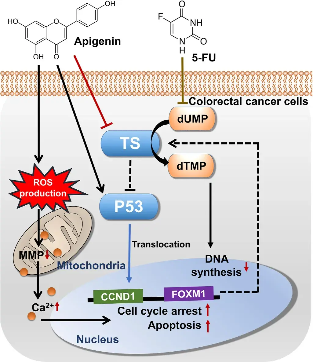 redoxbiolwhasunlim团队指出芹菜素调控ts增强5fu诱导crc细胞凋亡的