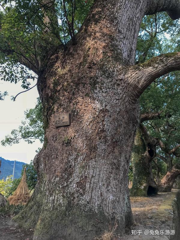 古色古香中的诗情画意—瑶里一日游攻略