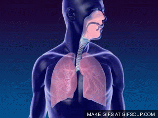 狭义上,呼吸通常是指外部呼吸,也称为肺呼吸(不包括细胞代谢和气体
