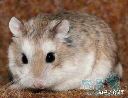 罗伯罗夫斯基仓鼠: 是世界上最小的仓鼠.身长7-10cm,体重15-30g.