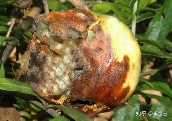 病害:石榴干腐病,褐斑病等病害导致果实腐烂.2.