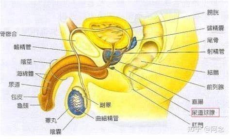 其主要由男性的尿道球腺分泌,因此也称尿道球腺液.