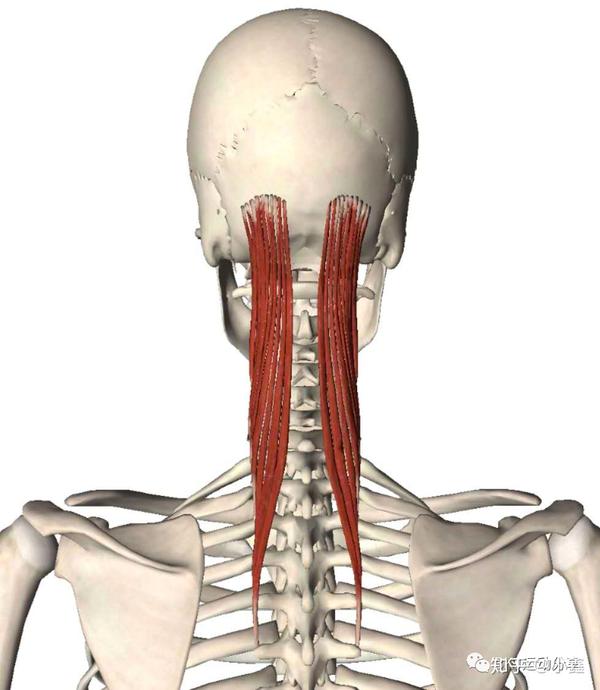 头颈部疼痛 之 颈后肌群(头夹肌,颈夹肌,头半棘肌)「 触发点疗法 」