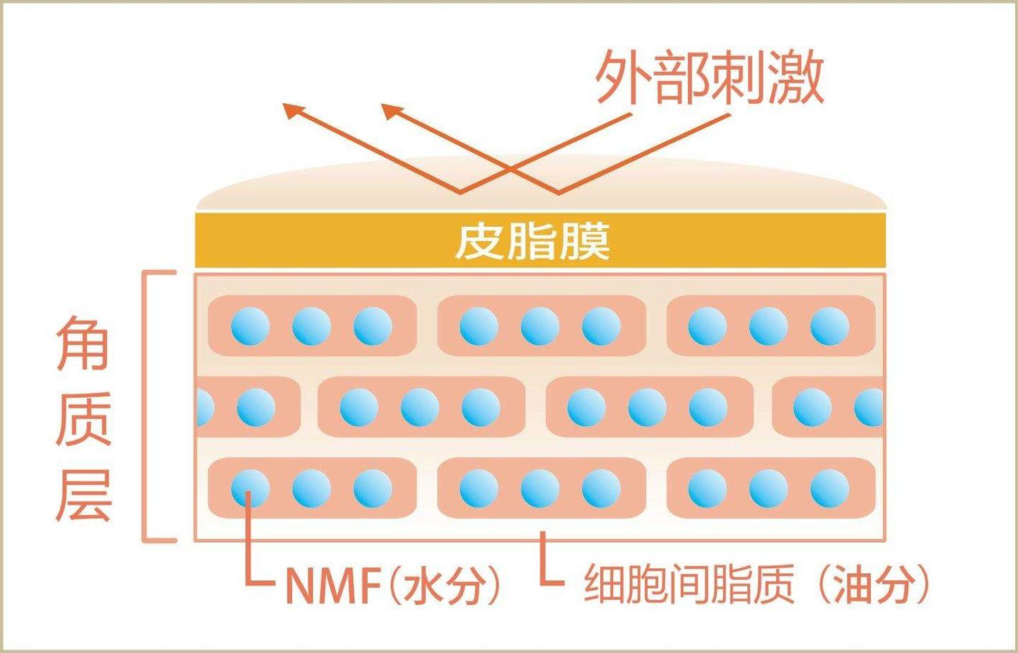 有人说皮肤屏障受损就不能修复好了角质层是不可逆的皮肤屏障受损能