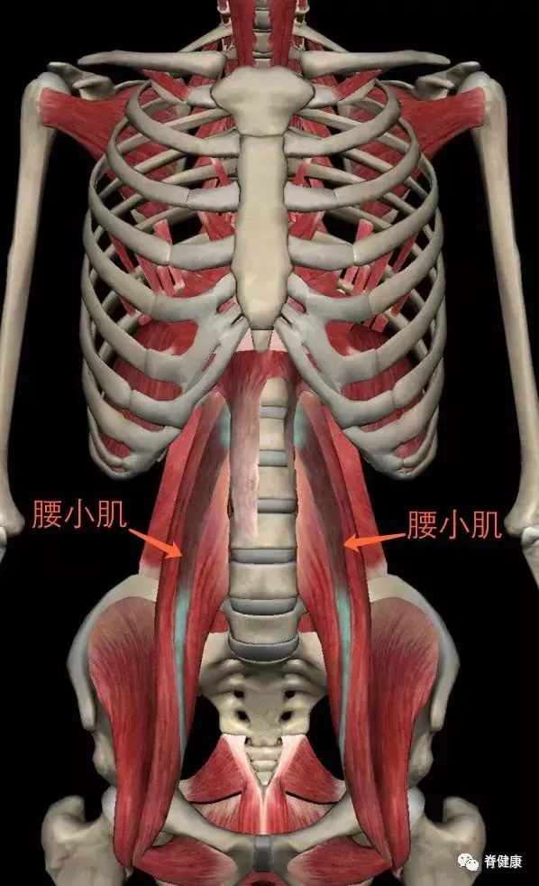 解剖角度下的腰肌劳损从根源看待腰痛