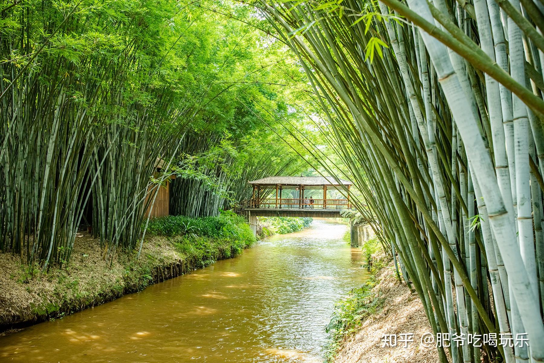 带你欣赏信宜旺同竹林风景