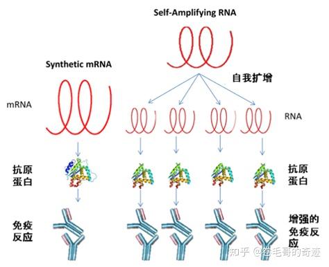 用编码抗原蛋白的mrna代替甲病毒基因组上的甲病毒结构蛋白rna,保留了