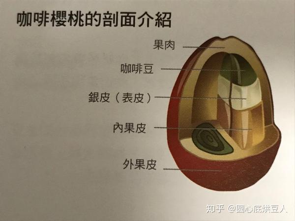 咖啡入门-咖啡豆结构解析