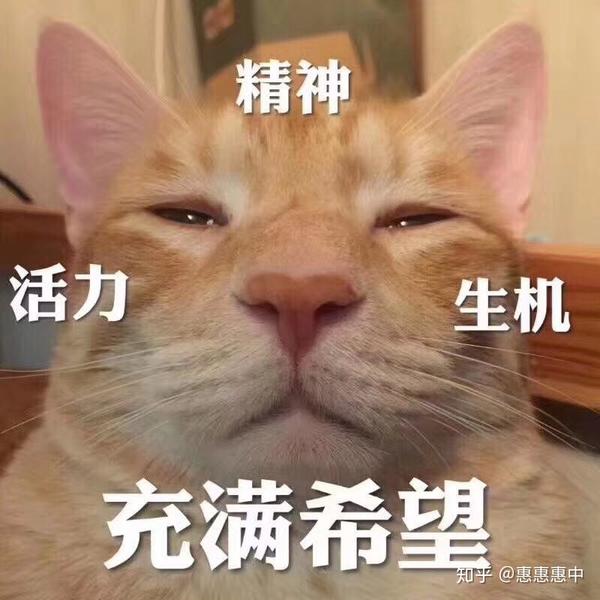 猫猫狗狗很多哈哈哈哈哈 祝大家拥有好心情 溜了!