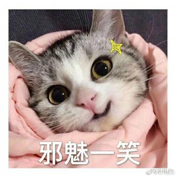 惊慌失措猫