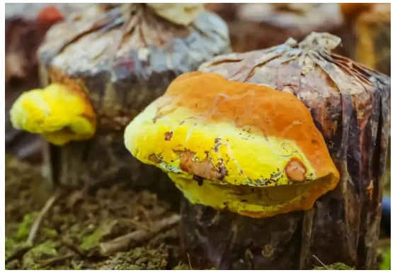 药用菌菇明星之桑黄的药用价值和国内外的应用