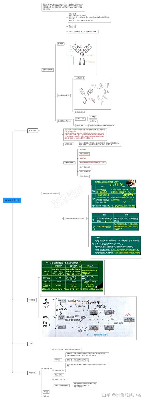 医学免疫学思维导图