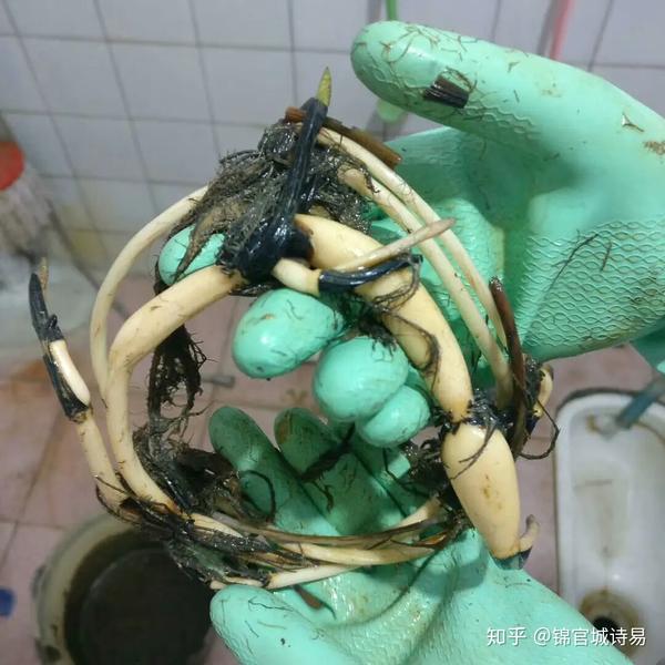 总结整理种植【碗莲】注意事项