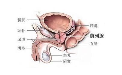 前列腺是男性生殖腺,位于膀胱下方,直肠前方.