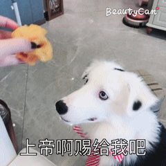 各位有养过边牧的人来说说看边牧给你的感觉和经验吧?