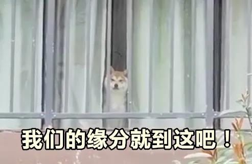 原本想出门遛狗,结果忘记带狗了?狗狗:你是不是觉得自己很幽默?