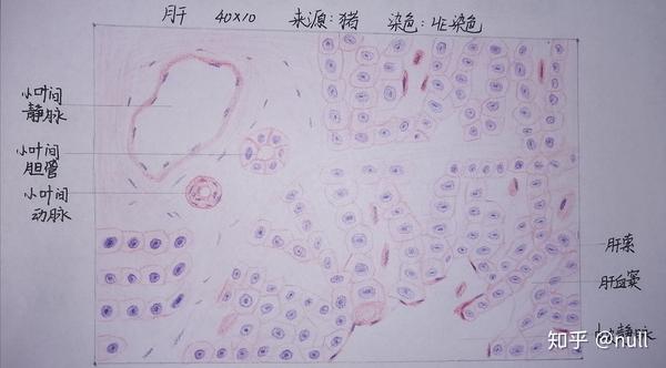 组胚红蓝铅笔绘图