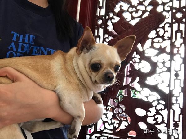 养小鹿犬或者吉娃娃是什么样的体验呢?