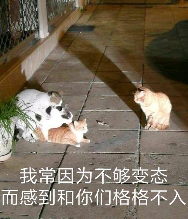 有哪些让人笑到肚子疼的搞笑图片?