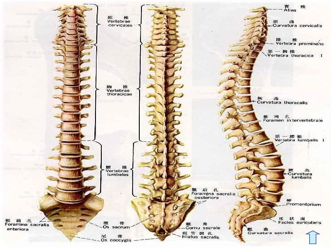 如何诊断是脊柱侧弯还是姿势不良