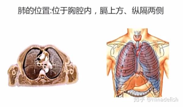 肺的位置及示意图