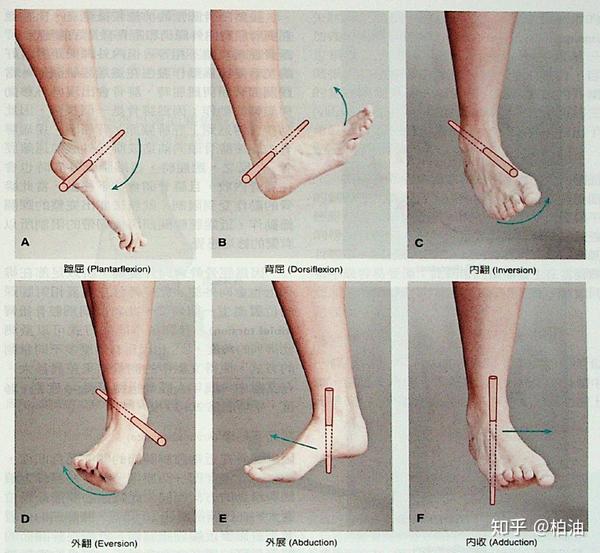 旋前和旋后:足部的三维运动