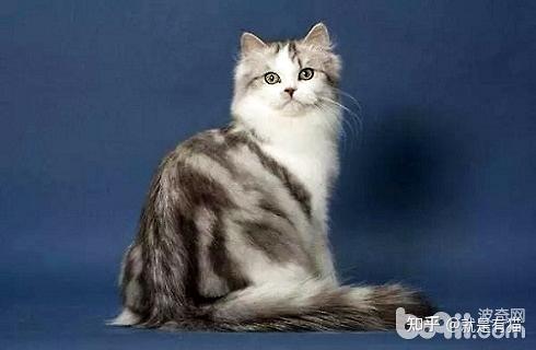 褴褛猫多少钱一只褴褛猫价格