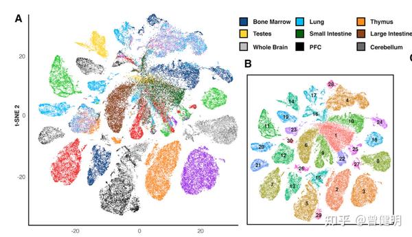 小鼠的13个不同组织器官的超10万个细胞才85个亚群单细胞atac路在何方
