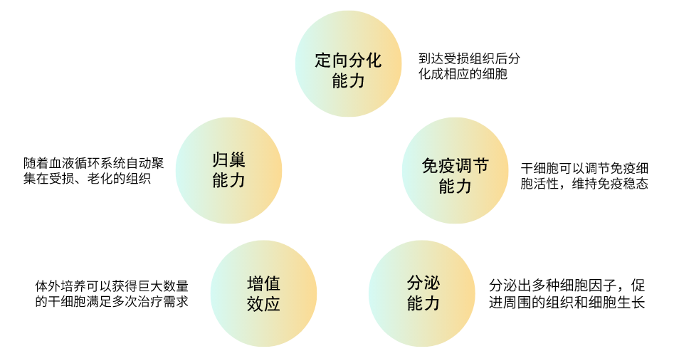 干细胞可识别损伤和炎症信号,向损伤或炎症的关节部位归巢,并