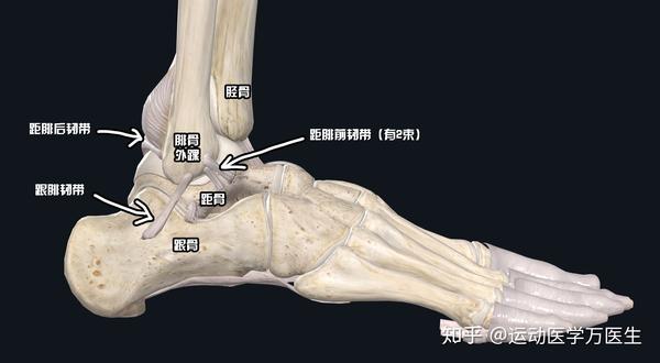 超过了踝关节韧带等稳定装置的维持能力,引起踝关节的韧带,软骨等结构